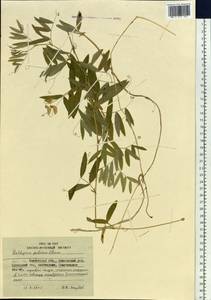 Lathyrus palustris L., Siberia, Chukotka & Kamchatka (S7) (Russia)