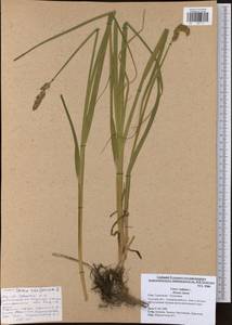 Carex vulpina L., Eastern Europe, Central region (E4) (Russia)