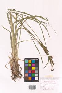 Carex dispalata Boott, Siberia, Russian Far East (S6) (Russia)