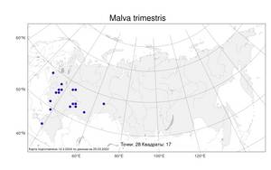 Malva trimestris (L.) Salisb., Atlas of the Russian Flora (FLORUS) (Russia)
