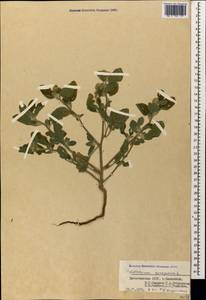 Heliotropium europaeum L., Caucasus, Dagestan (K2) (Russia)