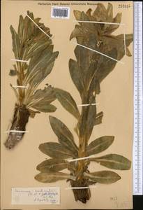 Saussurea involucrata (Kar. & Kir.) Sch. Bip., Middle Asia, Northern & Central Tian Shan (M4)
