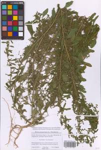 Lipandra polysperma (L.) S.Fuentes, Uotila & Borsch, Eastern Europe, Moscow region (E4a) (Russia)