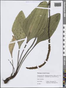 Plantago cornuti Gouan, Siberia, Western Siberia (S1) (Russia)