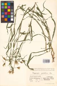 Tragopogon podolicus Besser ex DC., Eastern Europe, Lower Volga region (E9) (Russia)
