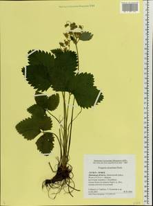 Fragaria moschata Duchesne, Eastern Europe, Central forest-and-steppe region (E6) (Russia)