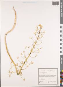 Ornithogalum, South Asia, South Asia (Asia outside ex-Soviet states and Mongolia) (ASIA) (Iran)