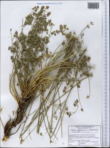 Seseli afghanicum (Podlech) Pimenov, Middle Asia, Pamir & Pamiro-Alai (M2) (Tajikistan)