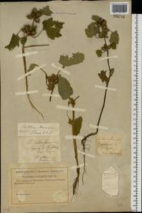 Xanthium strumarium L., Eastern Europe, Lower Volga region (E9) (Russia)