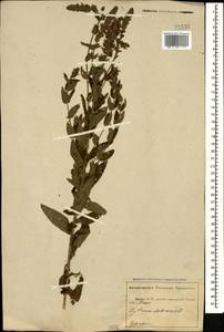 Lythrum salicaria L., Caucasus, Abkhazia (K4a) (Abkhazia)