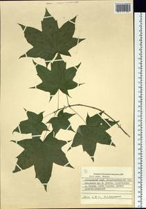 Acer pictum subsp. mono (Maxim.) H. Ohashi, Siberia, Russian Far East (S6) (Russia)