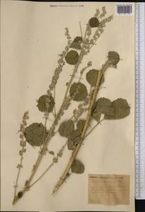 Cullen drupaceum (Bunge)C.H.Stirt., Middle Asia, Muyunkumy, Balkhash & Betpak-Dala (M9) (Kazakhstan)