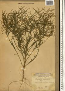 Erysimum repandum L., Crimea (KRYM) (Russia)