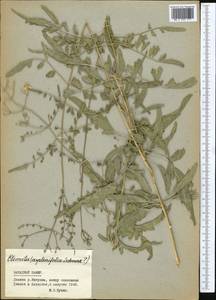 Clematis asplenifolia Schrenk ex Fisch. & C. A. Mey., Middle Asia, Pamir & Pamiro-Alai (M2) (Tajikistan)