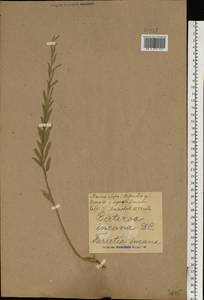 Berteroa incana (L.) DC., Eastern Europe, North Ukrainian region (E11) (Ukraine)