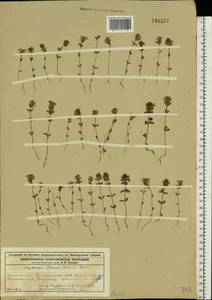 Euphrasia ×vernalis List, Eastern Europe, Volga-Kama region (E7) (Russia)