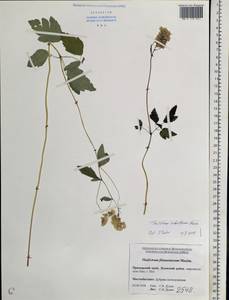 Thalictrum tuberiferum Maxim., Siberia, Russian Far East (S6) (Russia)