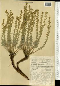 Artemisia rutifolia Steph. ex Spreng., Mongolia (MONG) (Mongolia)