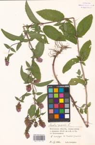 Mentha × piperita L., Eastern Europe, Moscow region (E4a) (Russia)