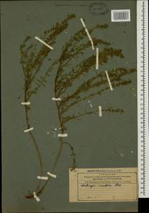 Satureja mutica Fisch. & C.A.Mey., Caucasus, Azerbaijan (K6) (Azerbaijan)