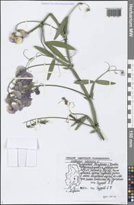 Lathyrus odoratus L., Eastern Europe, Volga-Kama region (E7) (Russia)