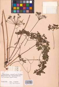 Oreoselinum nigrum Delarbre, Eastern Europe, West Ukrainian region (E13) (Ukraine)