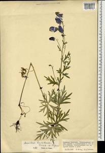 Aconitum ambiguum subsp. baicalense (Turcz. ex Rapaics) Vorosch., Mongolia (MONG) (Mongolia)