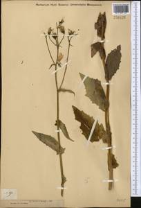 Crepis sibirica L., Middle Asia, Dzungarian Alatau & Tarbagatai (M5) (Kazakhstan)