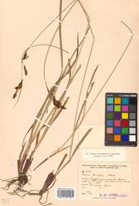 Carex gmelinii Hook. & Arn., Siberia, Russian Far East (S6) (Russia)