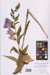 Campanula latifolia L., Eastern Europe, Moscow region (E4a) (Russia)