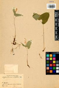 Maianthemum bifolium (L.) F.W.Schmidt, Siberia, Baikal & Transbaikal region (S4) (Russia)