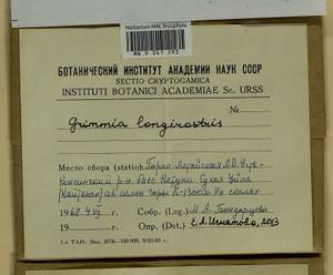 Grimmia longirostris Hook., Bryophytes, Bryophytes - Western Siberia (including Altai) (B15) (Russia)