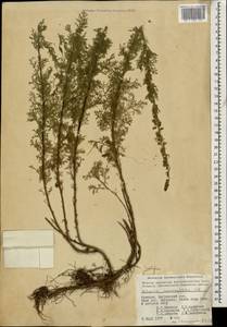 Artemisia chamaemelifolia Vill., Caucasus, Armenia (K5) (Armenia)