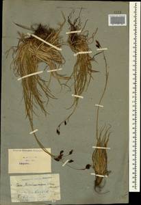 Carex tristis M.Bieb., Caucasus, Georgia (K4) (Georgia)