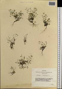 Draba nemorosa L., Siberia, Altai & Sayany Mountains (S2) (Russia)