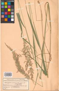 Calamagrostis acutiflora (Schrad.) DC., Eastern Europe, Moscow region (E4a) (Russia)