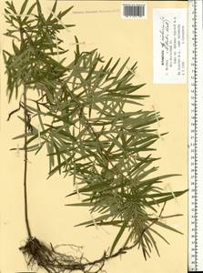 Artemisia dubia Wall. ex Besser, Eastern Europe, Moscow region (E4a) (Russia)