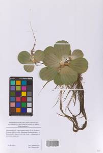 Pistia stratiotes L., Eastern Europe, Moscow region (E4a) (Russia)
