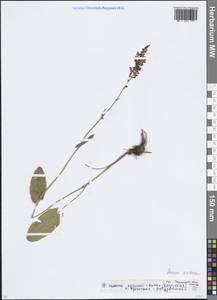 Rumex acetosa L., Eastern Europe, Moscow region (E4a) (Russia)