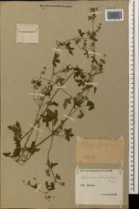 Geranium divaricatum Ehrh., Caucasus, Stavropol Krai, Karachay-Cherkessia & Kabardino-Balkaria (K1b) (Russia)