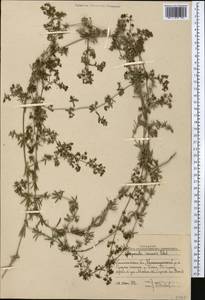 Galium humifusum M.Bieb., Middle Asia, Western Tian Shan & Karatau (M3) (Uzbekistan)