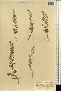 Artemisia macrocephala Jacquem. ex Besser, Mongolia (MONG) (Mongolia)