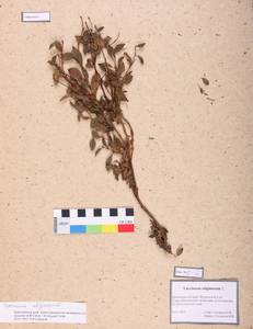 Vaccinium uliginosum L., Siberia, Altai & Sayany Mountains (S2) (Russia)