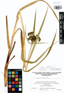 Scirpus sylvaticus L., Siberia, Baikal & Transbaikal region (S4) (Russia)
