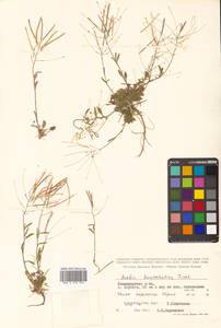 Arabidopsis lyrata subsp. kamchatica (Fisch. ex DC.) O'Kane & Al-Shehbaz, Siberia, Chukotka & Kamchatka (S7) (Russia)