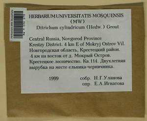 Trichodon cylindricus (Hedw.) Schimp., Bryophytes, Bryophytes - Novgorod & Pskov Oblasts (B5) (Russia)