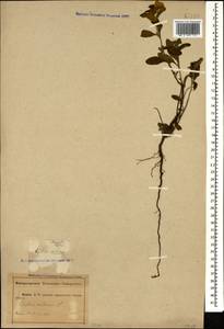 Cistus tauricus J. Presl, Caucasus, Abkhazia (K4a) (Abkhazia)