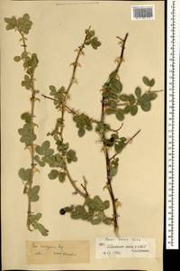 Rosa laxa var. kaschgarica (Rupr.) Y. L. Han, Mongolia (MONG) (Mongolia)