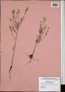 Berteroa incana (L.) DC., Eastern Europe, Central region (E4) (Russia)