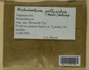 Dichodontium pellucidum (Hedw.) Schimp., Bryophytes, Bryophytes - Middle Russia (B6) (Russia)